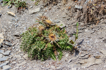 Canvas Print - Silver thistle (Carlina acaulis), also known as stemless carline thistle, dwarf carline thistle