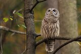 Fototapeta Las - Closeup of a barred owl (Strix varia) perched on a tree branch