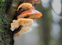 Tiered Troop Of Velvet Shank (Flammulina Velutipes) Mushrooms Growing On The Side Of An Alder Tree