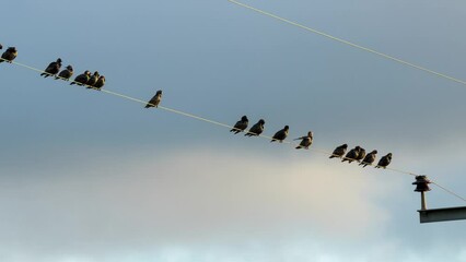 Poster - Flock of starlings perched along a power line