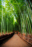 Fototapeta Dziecięca - Arashiyama Bamboo Grove, Kyoto, Japan