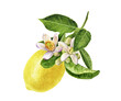 Watercolor painting of lemon with blossom isolated on white background, closeup, botanical illustration.