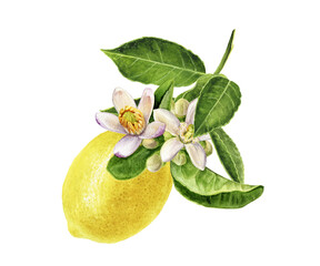 watercolor painting of lemon with blossom isolated on white background, closeup, botanical illustrat