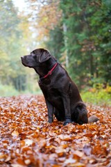 Sticker - Selective focus of a cute Labrador dog on autumn leaves