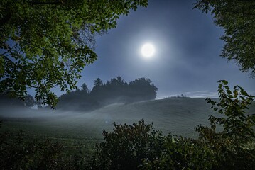 Wall Mural - Foggy night view with full moon looking through the hedges
