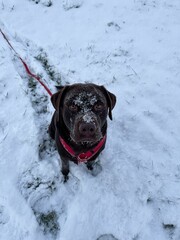 Sticker - Cute Labrador dog in snow