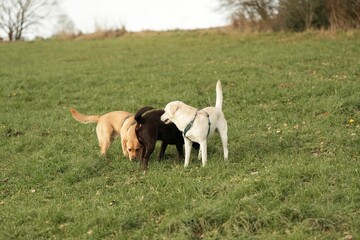 Sticker - Cute Labrador dogs playing on grass