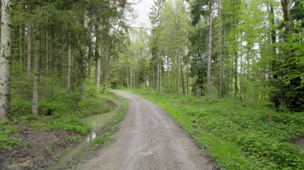 Poster - Slow motion of an alley in the middle of forest