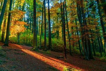 Wall Mural - Beautiful landscape of an autumn forest with sunrays penetrating through the branches