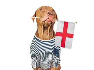 Lovable, pretty dog and Flag of England. Closeup, indoors. Studio photo. Congratulations for family, loved ones, relatives, friends and colleagues. Pet care concept