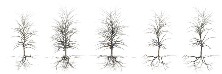  trees with roots, small leafless plants, isolated on transparent background