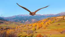Red Tailed Hawk Flying Over The Autumn Forested Mountain Slope