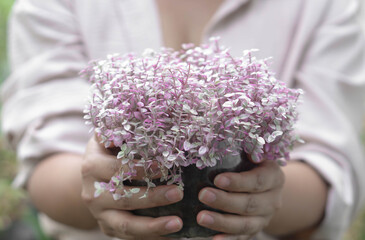 Wall Mural - closeup woman hand holding creeping inch plant with happy filling, selective focus