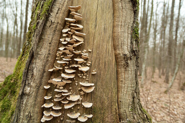 A group of wild mushrooms growing on a tree trunk