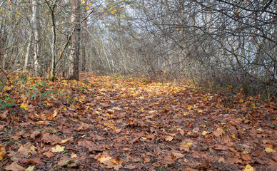 road in a forest covered in colorful fall leaves