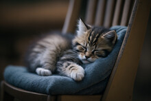 Cute Little Kitten Sleeping On A Chair Cushion. 
