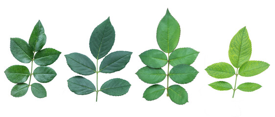 Wall Mural - collection of rose leaves isolated a transparent background.