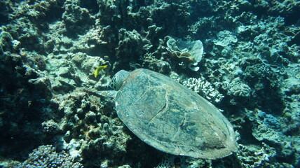 Sticker - Sea turtle in the okinawa