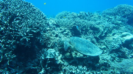 Wall Mural - Sea turtle in the okinawa