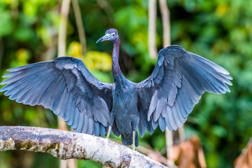 A view of a Blue Heron drying its wings beside the Tortuguero River in Costa Rica during the dry season