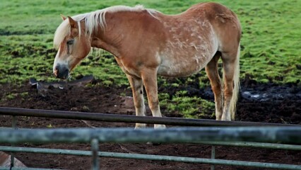 Sticker - Haflinger horse in the green field at dawn