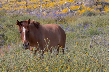 Canvas Print - Wild Horse in Spring Near the Salt River in the Arizona Desert
