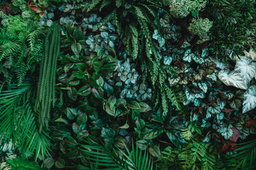  Close up group of background tropical green leaves texture and abstract background. Tropical leaf nature concept.