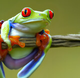 Fototapeta Zwierzęta - red eyed tree frog