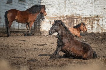 Beautiful thoroughbred horses in the spring on a farm in a paddock.