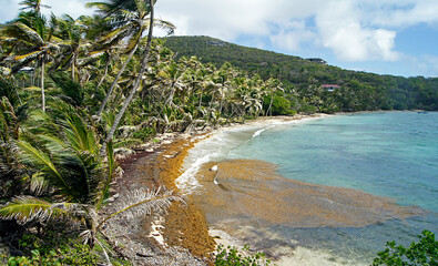 Sticker - Bequia Island Beach, St. Vincent and Grenadines