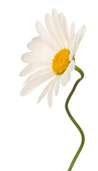 Wall Mural - daisy flower isolated