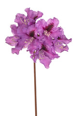 Wall Mural - rhododendron flower isolated