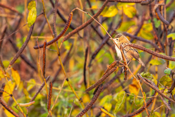 Wall Mural - A Zitting Cisticola in natural habitant