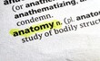 © frank - anatomy