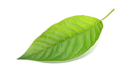 Wall Mural - Common green leaf plant isolated on white.