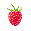 raspberry fruit realistic