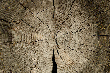 Poster - wooden texture with cracks. log cut
