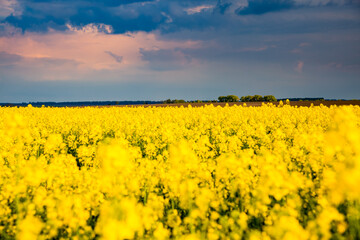 Sticker - Splendid yellow canola field and blue sky on a sunny day.