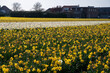 Dutch spring, colorful yellow daffodils in blossom on farm fields in april near Lisse, North Holland, the Netherlands