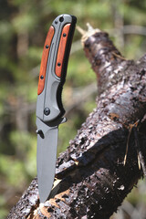 Folding knife for survival is stuck in trunk fallen tree against background forest.