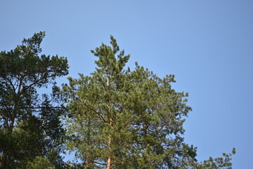 pine crown close-up against a blue cloudy sky