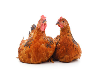 Canvas Print - Two brown chickens.