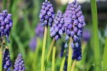 Muscari Flowers (Muscari Armeniacum), A Muscari Neglectum Flower, Traubenhyazinthen,  Blue Grape Hyacinth Flowers