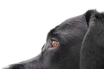 Wall Mural - Macro photo of a black labrador dog isolated on a white background. Dog eyes, pet.