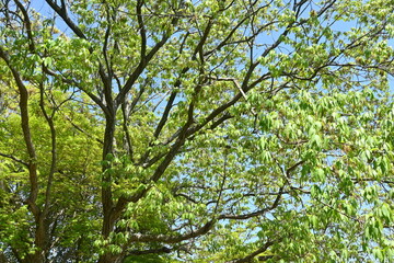 Poster - Konara oak ( Quercus serrata ) tree. Fagaceae deciduous tree. It is used as a raw material for charcoal and as logs for shiitake cultivation.