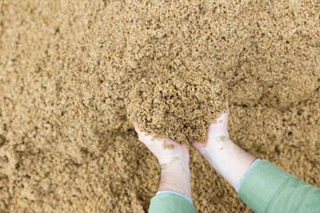 Wall Mural - Closeup of beer bagasse in hands of woman farmer, using brewers waste as affordable source of high-quality feed for animals at small agricultural enterprise