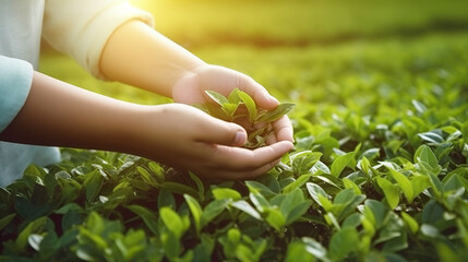 Wall Mural - Female hands gathering tea leaves on background of a tea plantation. Copy space. Based on Generative AI