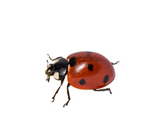 Top Side Closeup Macro View Of Red Ladybug Isolated Cutout On Transparent
