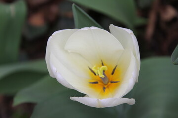 Wall Mural - white tulip flower