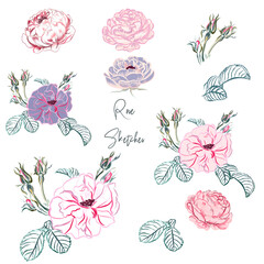 Poster - Collection of vector hand drawn roses for design